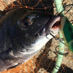 イワシの群れとチヌ